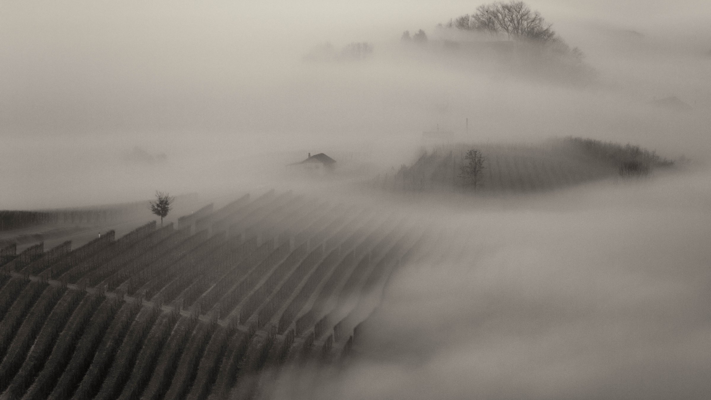 Vineyard rows, a small house and bare trees emerge from layered winter mist in the Langhe